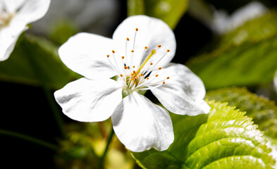 White cherry flowers isolated on black background. Close-up - 792419409