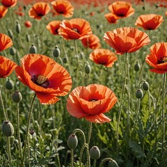 field of poppies