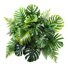 Green leaves of tropical transparent background