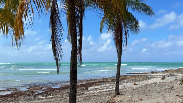 Beautiful Cuban beach in Varadero, Cuba. Ocean waves through the branches of a palm tree. A sprawling palm tree on the ocean shore. Turquoise waves on a sandy beach with snow-white sand. 4K Video