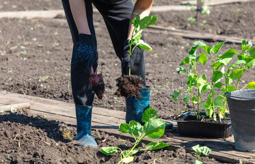 A woman plants eggplants in the ground in the spring - 792420699