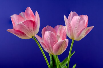 Pink tulips flowers on a blue background