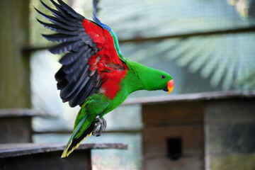 Colorful macaw bird in flight