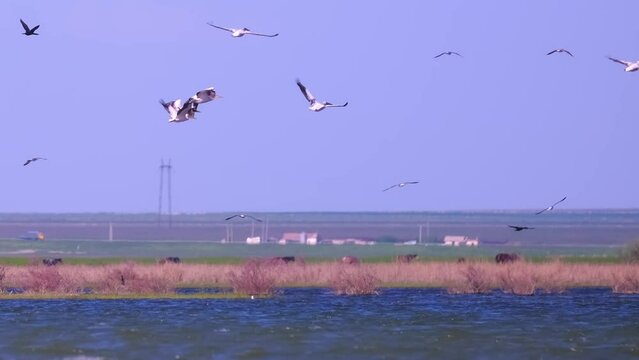 A flock of pelican birds takes off over the lake. Flying pelicans in the blue sky. Waterfowl at the nesting site.