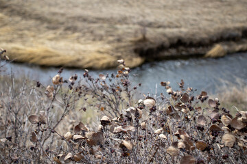 Grassy Area with Flowing Stream