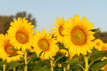 A sunflower is a tall, bright yellow flower that is native to North America. It has a large, round...