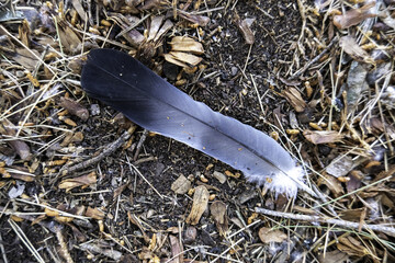 Fallen pigeon feather