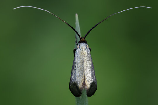 Gr&uuml;nen Langf&uuml;hlermotte - Adela reaumurella