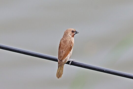 Scaly-breasted munia (Lonchura punctulata) perching on wire