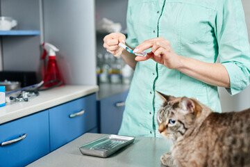 Veterinarian preparing to vaccine a domestic cat