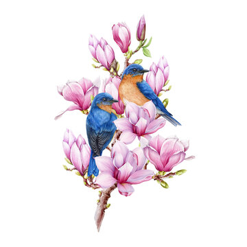 Garden birds on blooming magnolia branch. Watercolor vintage style illustration. Bluebird couple on a branch on white background. Hand painted beautiful birds with lush magnolia spring flowers
