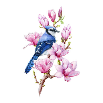 Blue jay bird on magnolia blooming branch. Watercolor vintage style illustration. Wildlife nature bright bird with tender spring pink flowers. Beautiful spring time decor. Magnolia branch isolated