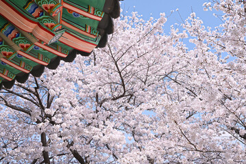 韓国 伝統模様の屋根と桜