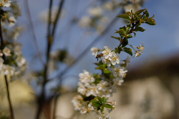 Bees collecting nectar for the honey on blossoming trees