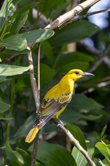 Beautiful bird in Asian, It is a kind of bird found in Thailand.