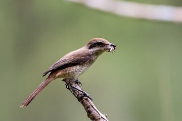 Beautiful bird in Asian, It is a kind of bird found in Thailand.