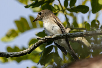 Beautiful bird in Asian, It is a kind of bird found in Thailand.
