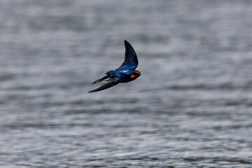 Beautiful bird in Asian, It is a kind of bird found in Thailand.