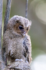 Beautiful bird in Asian, It is a kind of bird found in Thailand.
