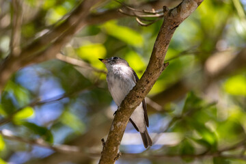 Beautiful bird in Asian, It is a kind of bird found in Thailand.