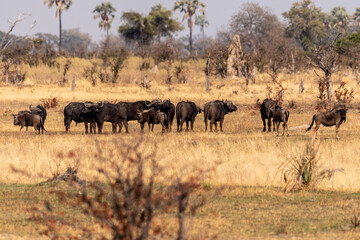 Telephoto shot of a herd of blue wildebeest - Connochaetes taurinus- standing on the Okavango...