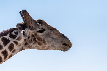 Telephoto shot of an Angolean Giraffe in Etosha Naitonal Park, Namibia.