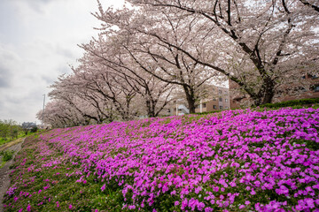 横浜の風景　鴨居駅周辺の桜