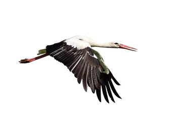 Stork in flight isolated on a white background.