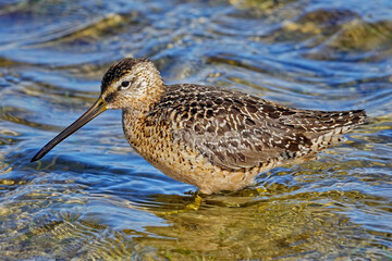 Long-billed dowitcher (Limnodromus scolopaceus). Migratory bird. It inhabits mainly the tundra of North America and Eastern Siberia. Winters in North America and Central America