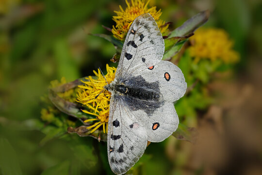 Parnassius phoebus. Hochalpen-Apollo oder Alpenapollo. A beautiful butterfly sits on a yellow wildflower.
