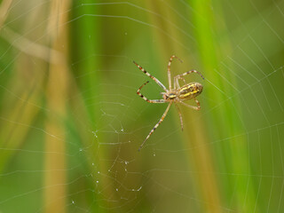 A wasp spider sitting in its web