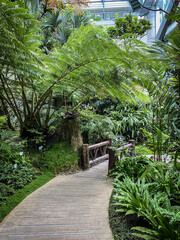 Tranquil Pathway Through Lush Green Conservatory