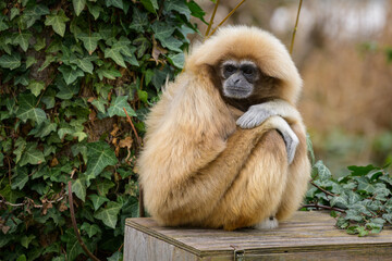 A Lar Gibbon sitting on a wooden chest