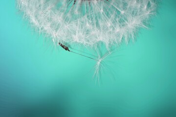Dandelion flower with seed on pastel background