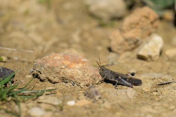 A small grasshopper sitting on the ground