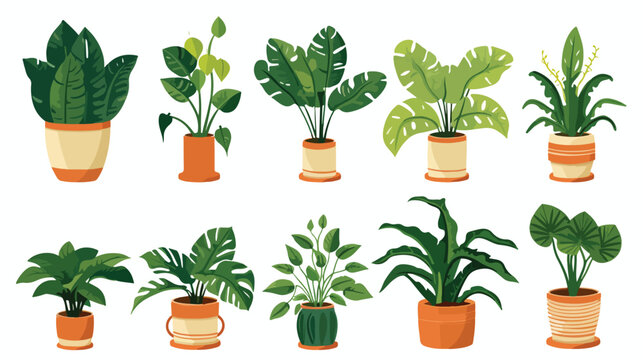 Set of trendy potted plants for home. Different ind