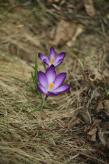 A bunch of purple crocus flowers in the grass