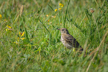 A Meadow Pipit standing in a meadow