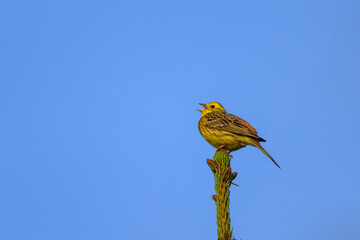 A beautiful Yellowhammer sitting on top of a tree