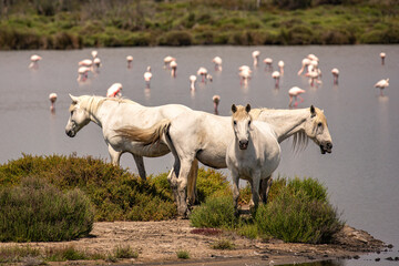 White Horses From Camarque Regional Park, France