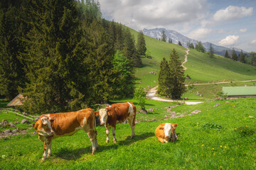 Fototapeta na wymiar Alpine meadow with cows and rustic houses in Berchtesgaden National Park