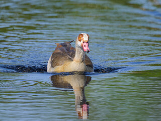 A Egyptian Goose swimming on a lake - obrazy, fototapety, plakaty