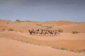 Fototapeta na wymiar Caravan of camels. Kubuqi desert, Xiangshawan Resort, Inner Mongolia, China.