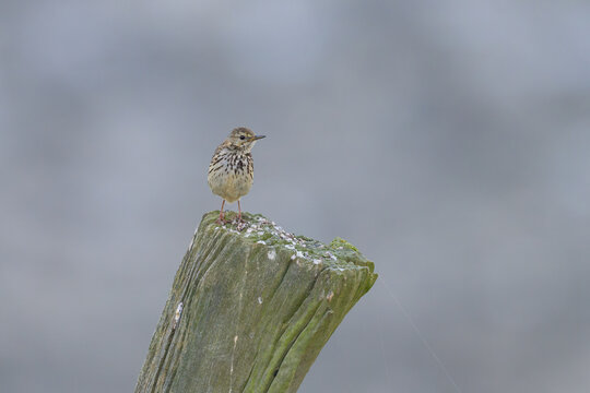 A Meadow Pipit sitting on a piece of wood