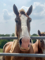 portrait of a horse behind fence in a farm