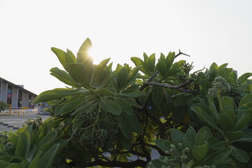 南国の植物と太陽