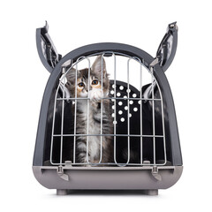 Cute tortie Maine Coon cat kitten, sitting in  transportaion box. Looking through the fenced door...