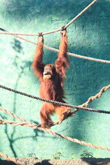 Asian Bornean Oranguntan in a Brazilian Rio de Janeior Zoo