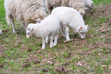 Easter lambs with their mother on a green meadow. White wool on farm animal on a farm