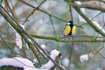 Great tit on snow-covered branches in a shrub. Bird species with black head and breast